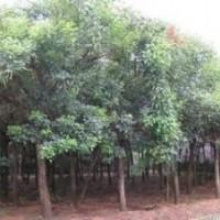 雞冠刺桐 福建雞冠刺桐 漳州雞冠刺桐 福建漳州雞冠刺桐供應求購