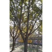 長期供應20公分銀杏嫁接樹