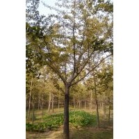 長期供應22公分銀杏嫁接樹