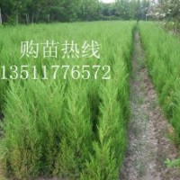 大量出售:蜀檜，檜柏，塔柏
