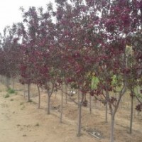 蜀檜、金葉白蠟、紅葉碧桃、北美海棠、紅寶石海棠