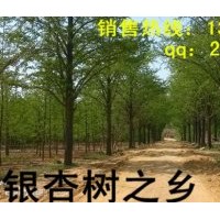 銀杏樹(shù)價(jià)格 銀杏樹(shù)苗價(jià)格 秀景銀杏苗木基地