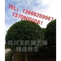 四川桂花，高桿桂花，四川丹桂|高分枝桂花|高分枝朱砂桂|喬灌木|