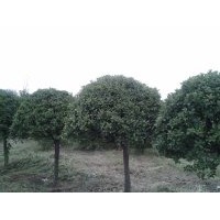 供應 大小綠化苗木 桂花樹