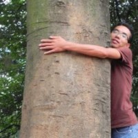 供應全冠移栽樸樹 單桿和叢生滁州