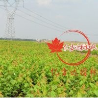 美國紅楓