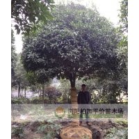 桂花樹