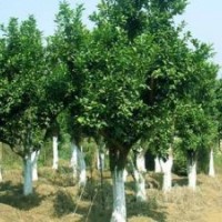 湖南香樟香泡樹價格欒樹價格移植骨架香樟樹價格