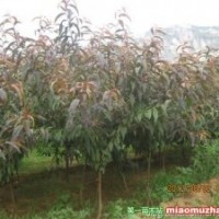 出售3-5公分碧桃、5-13公分黑松
