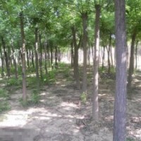 菏澤國(guó)槐基地 12公分國(guó)槐價(jià)格 速生國(guó)槐
