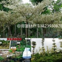 錦葉欖仁,花葉欖仁種苗農戶價直發