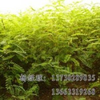 火炬樹長期供應，河北火炬樹廠家