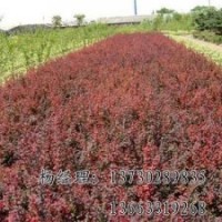 朝鮮槐長期低價供應，河北朝鮮槐廠家