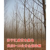 急售山東濟寧速生法桐8公分價格