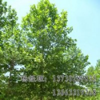 法桐苗木基地，河北法桐廠家