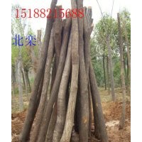 供應北欒，五角楓，黃櫨，玉蘭，巨紫荊，杜仲，木瓜，臭椿