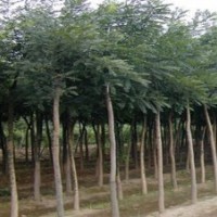 供應1公分-25公分國槐