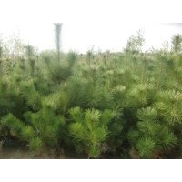 供應(yīng)喬木黑松工程苗一級苗黑松2年生苗可到基地看苗起貨