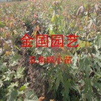 耐寒五角楓小苗價(jià)格江蘇五角楓苗低價(jià)銷(xiāo)售