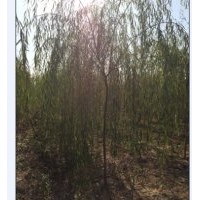 哪里有垂柳，山東垂柳