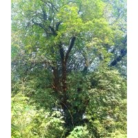 直徑1米3大桂花、大型紫薇