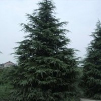1.5米-2.5米雪松價格最新行情，南京大量1.5米-2.5米雪松供應(yīng)