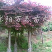 供應(yīng)龍柏、蜀檜、黃楊、冬青、紅葉小檗、金葉女貞