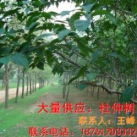 供應杜仲樹苗 杜仲樹苗木的價格 杜仲樹小苗 杜仲樹苗批發