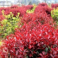 供應地徑5、6公分獨桿紅葉石楠（冠幅1.5米左右）