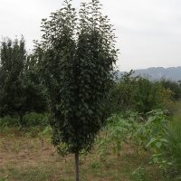 河北懷來縣苗木現處理地經5公分八棱海棠樹大量