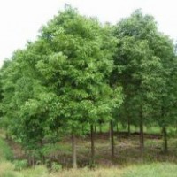 江蘇香樟樹報價|香樟樹供應|香樟樹基地