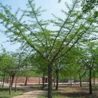 供應20-80公分截桿嫁接銀杏