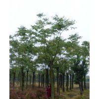 供應浙江黃山欒樹價格行情，河南黃山欒樹價格供應，上海欒樹價格
