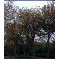 供應移栽浙江沙樸樹價格咨詢，移植江蘇樸樹供應，金華沙樸樹供應