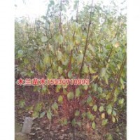 千頭椿價格報價河北木蘭苗木種植基地