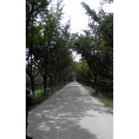 長期供應各種規格銀杏嫁接樹