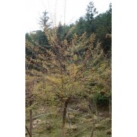 櫻花樹 櫻花、桂花、樟樹、羅漢松、深山含笑、羊角杜鵑、映山紅