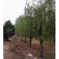供應15-20公分的垂柳