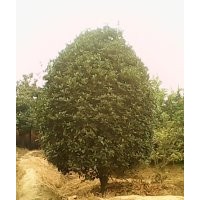 供應桂花