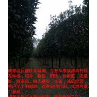 四川優質的高桿桂花供應