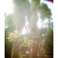 38移栽香樟，48移栽香樟，58移栽香樟