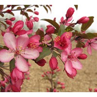 供應(yīng)新品種北美海棠——皇家雨點(diǎn)、紫色王子等