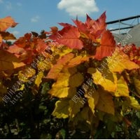 金紅楊，中華紅霞楊，全紅楊，中紅楊，紅葉楊，綠化彩化