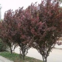 紫葉矮櫻_紅葉、紫葉矮櫻價(jià)格_紅葉、紫葉矮櫻批發(fā)
