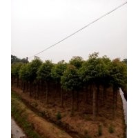移栽切桿香樟，湖南基地