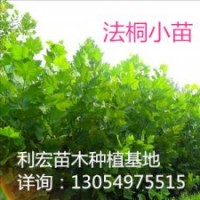 急售一年冠16公分法桐法桐價格表