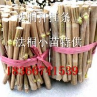 大量供應河北廊坊優質法桐扦插棒|法桐扦插條價格