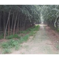 7公分美國(guó)竹柳