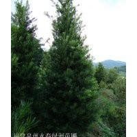 3公分羅漢松價格35元，5公分羅漢松價格75元，7公分羅漢松價格230