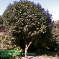 十八學士茶花樹苗價格1.2元，1米高茶花價格45元，大茶花價格2000